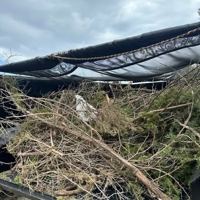 Collapsed shed and overgrown vegetation before demolition debris removal